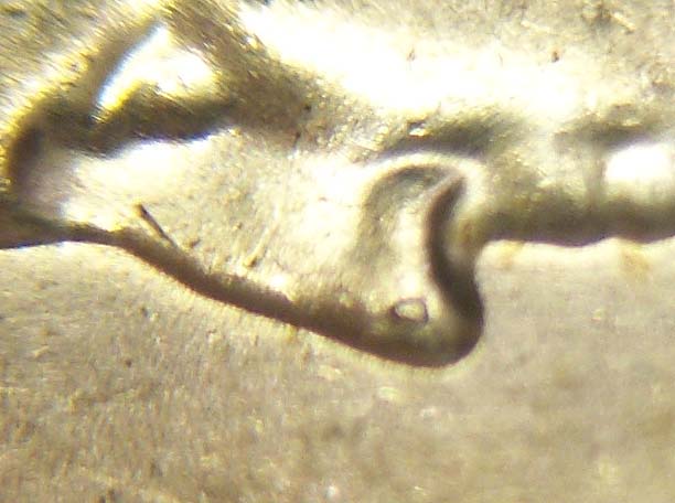 1964-D-Quarter-Nose-Wart!-8x-+-Macro