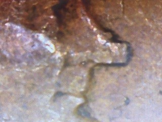 1944-Wheat-Penny---Abe---Not-Honest-Or-Die-Chip?