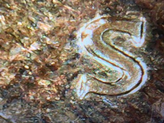 2000-S-Penny-Double-Die-REV-Wide-A-M