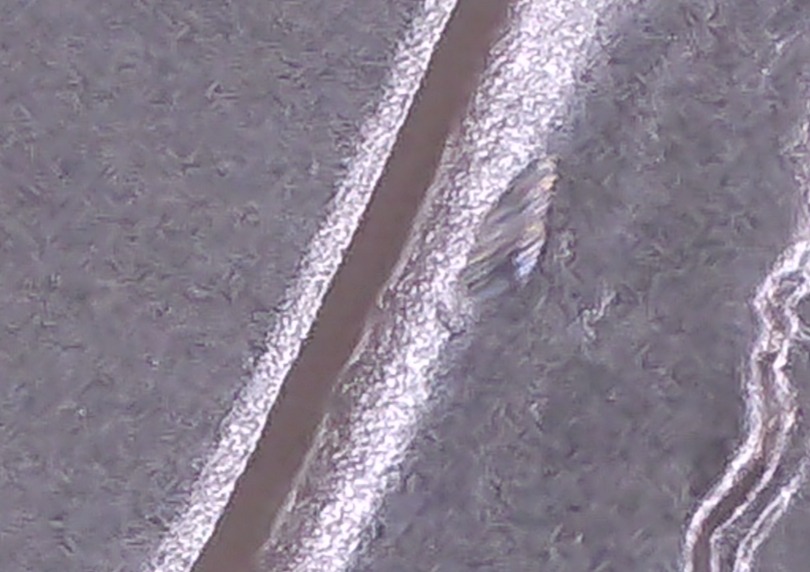 2025-Silver-Eagle-Wing