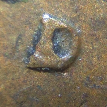 1960-D-LMC-Odd-Mint-Mark