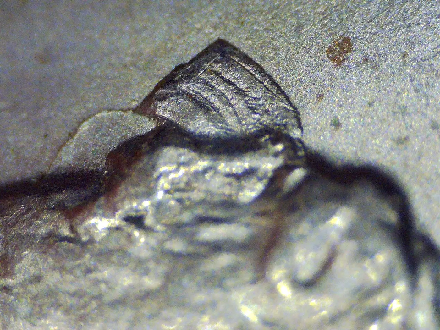 2005-P-Kansas-Quarter---Die-Chip