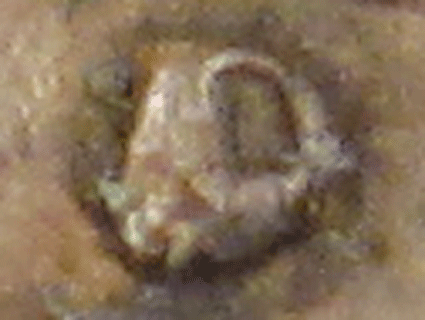 1953-D-Lincoln-Cent-Is-This-A-Mint-Mark-Error?