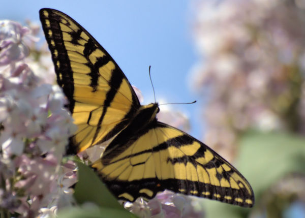 Butterflies-Of-Canada:-Canadian-Tiger-Swallowtail-Silver