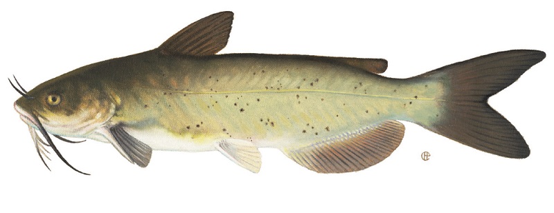 Noodling-Find-Of-The-Week?