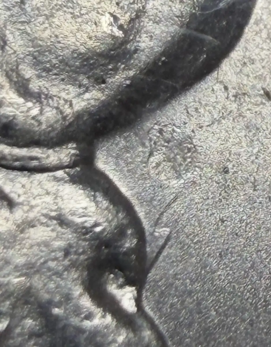 1887-Morgan-Possible-EDS-1B?