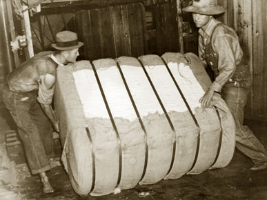 The-7-Days-Of-Trade-Dollars!!