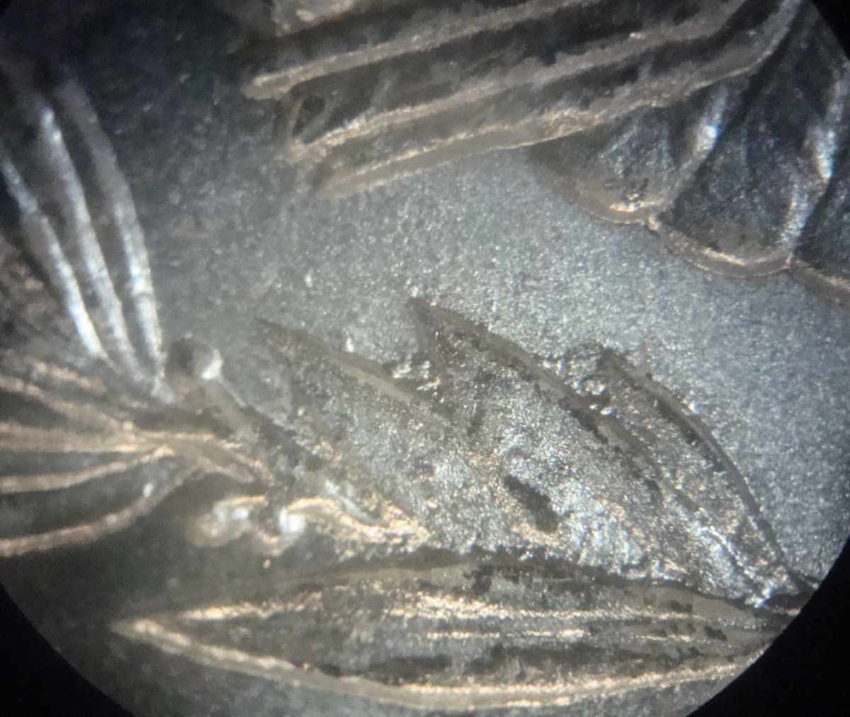 1885-P-Possible-Discovery-VAM?