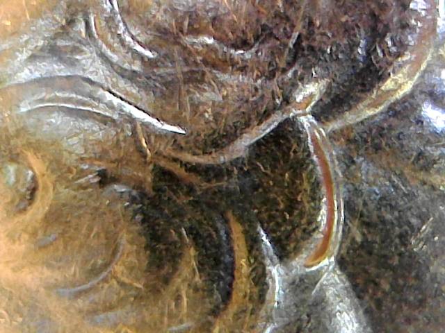 2016-S-Kentucky-?is-This-A-Doble-Ear-Or-MD.-Espert-Help-Please-Comment