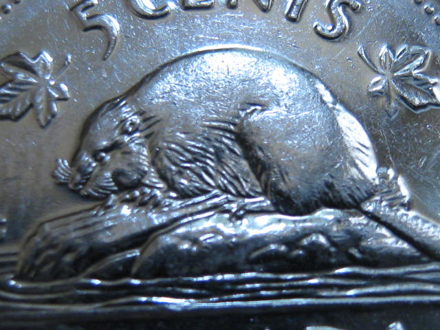 Bald-Beaver-2001-P
