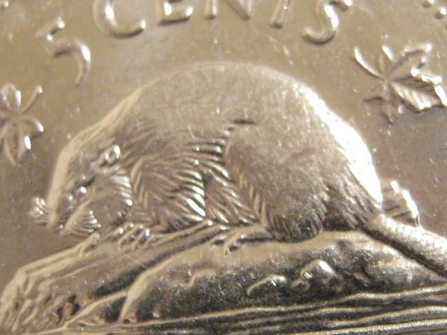 Another-Bare-Back-Beaver