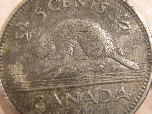 Beaver-In-The-Rain?