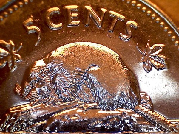 2001-P-5c-Abraded-Die-Design-Detail-Missing-On-Beaver