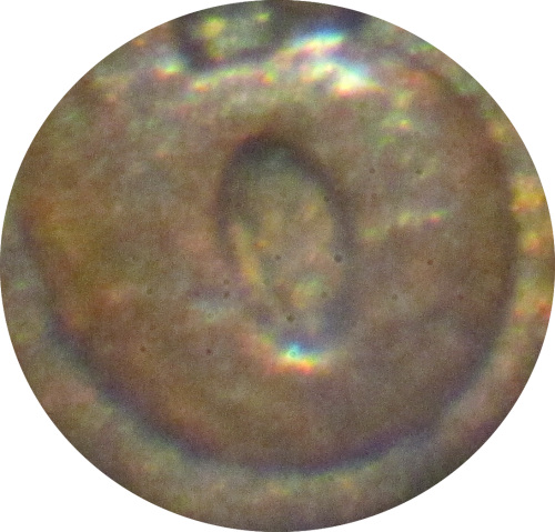 The-51-Days-Of-Indian-Head-Cents-II-With-A-Fe-Cents-Prelude