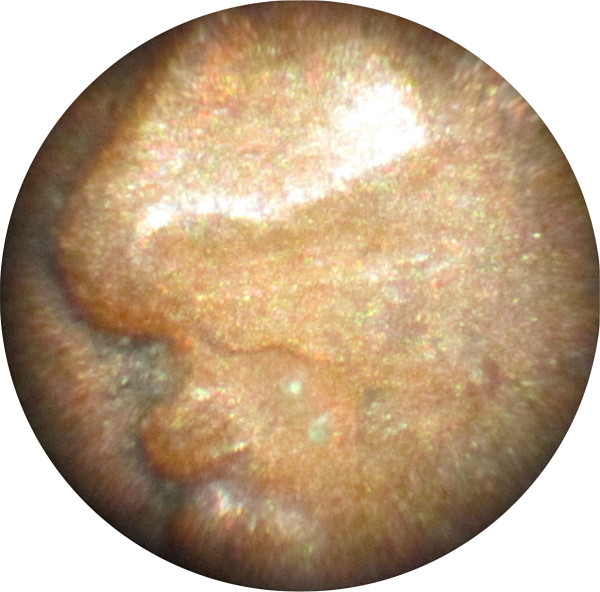 The-51-Days-Of-Indian-Head-Cents-II-With-A-Fe-Cents-Prelude