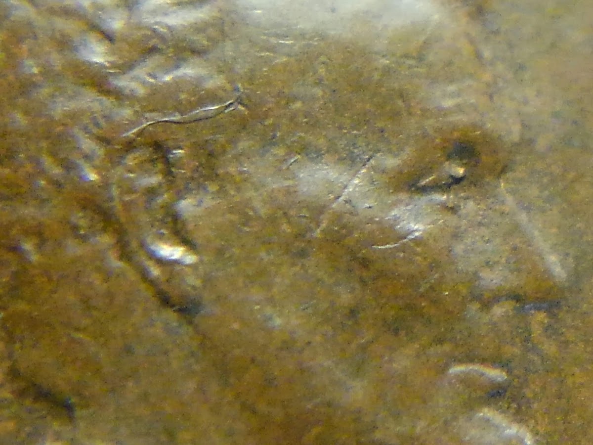 1929-S-New-Class-4-DDO,-Doubled-Eye