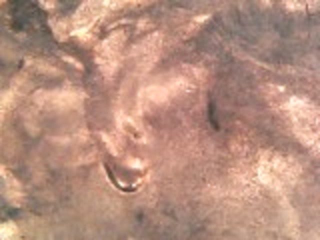 I-Believe-I-Found-A-Doubled-Earlobe-In-A-Unc-Roll-I-Got-From-The-Bank