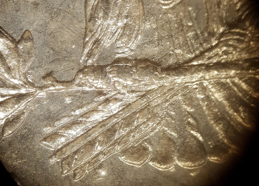 VAM-Help-Please-1878-Over-?-Tailfeathers