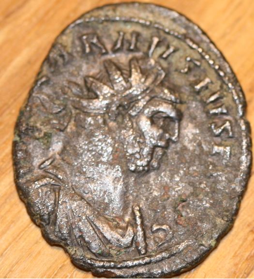 Carausius
