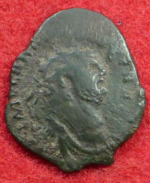 Carausius