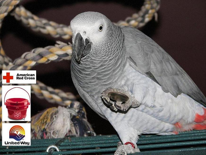 Coin-Thief---Well...-Borrower