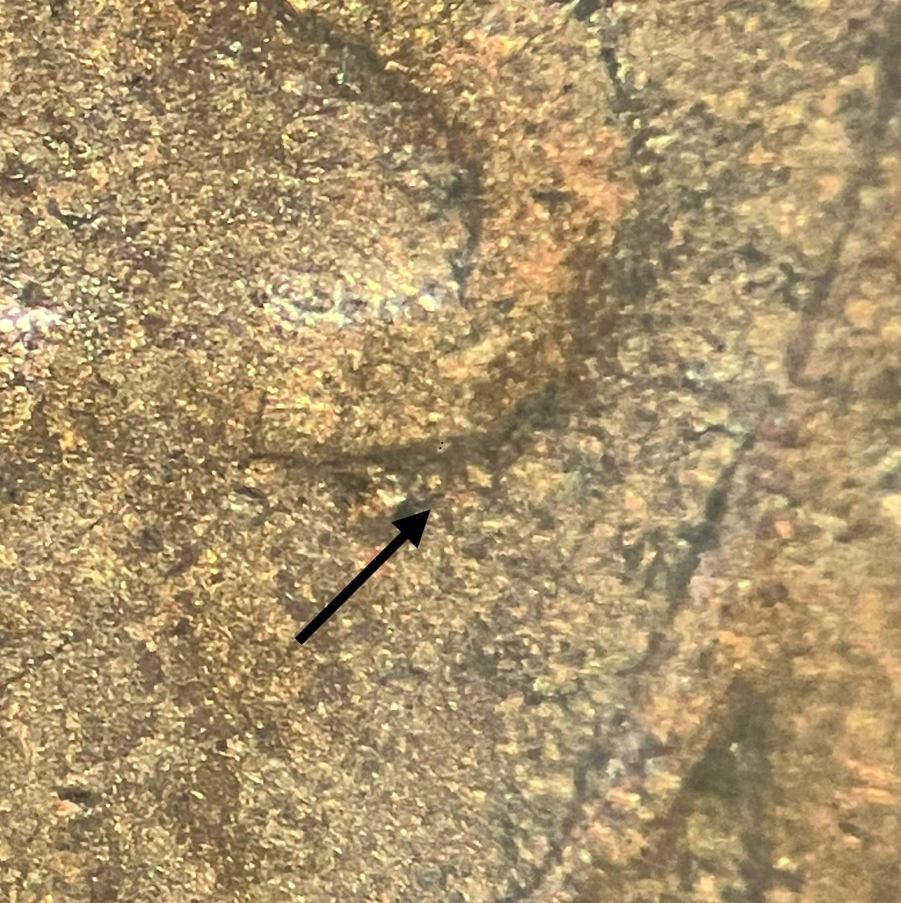 Possible-1936-Lincoln-Cent-DDO-FS-103-Example-2