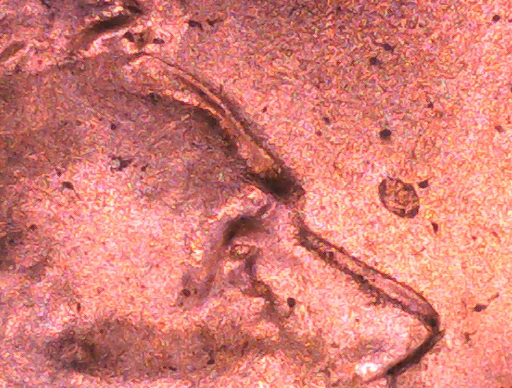 2021-D-Lincoln-Cent-DDO?
