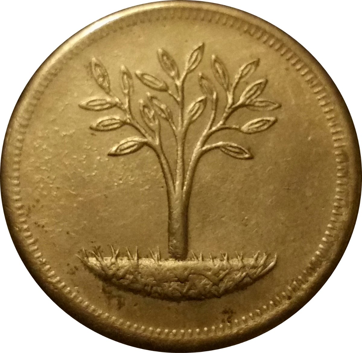 Can-Anyone-Identify?--Bronze-24mm-Tree-Apple?--Fruit?