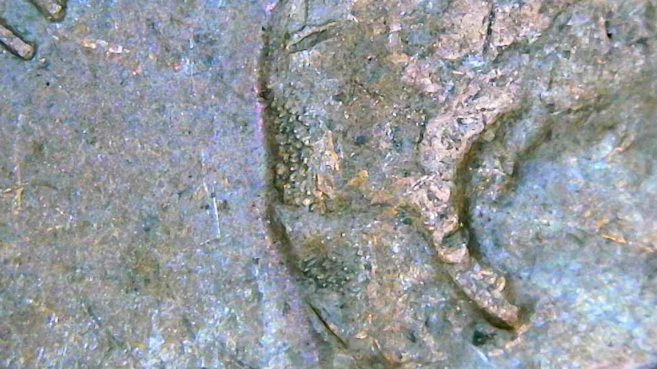On-My-1971-Penny-Why-Does-The-Back-Of-The-Head-Look-Like-That-And-Its-Missing-The-F-In-FG