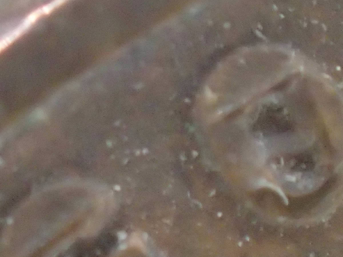 A-Roos.-Dime-And-Wheat-Cent-Penny-For-Your-Perusal