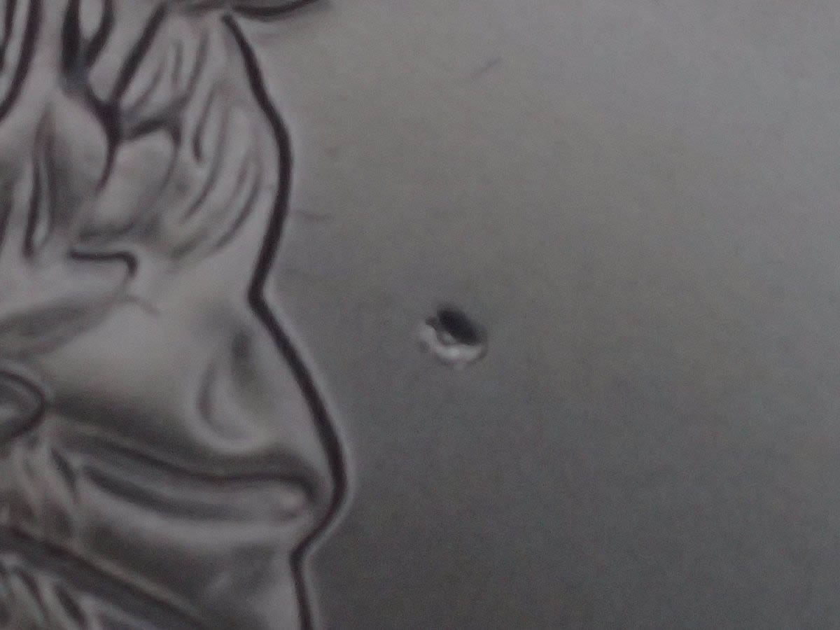 Tube-Of-20-2014-Silver-Eagles-Chip?