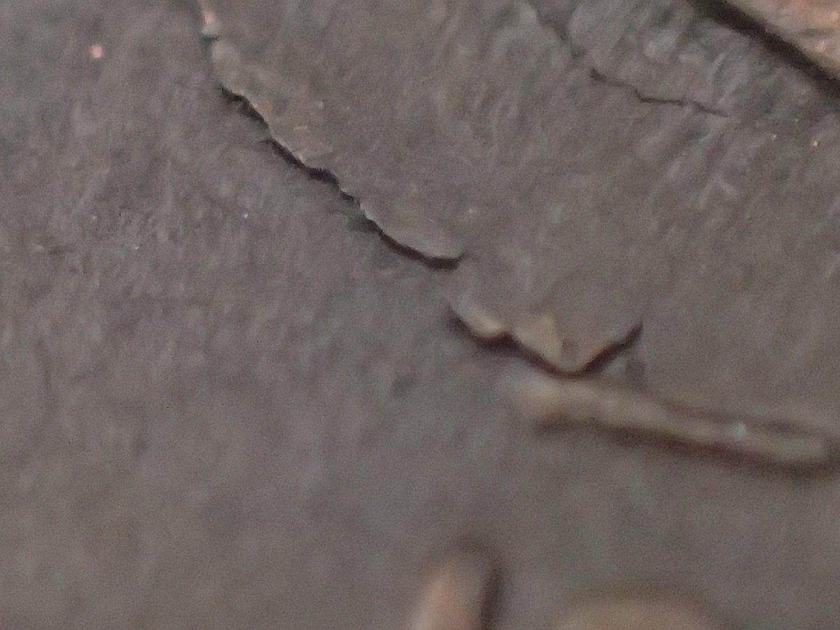 1951-S-Penny-And-2016-D-KY-Quarter
