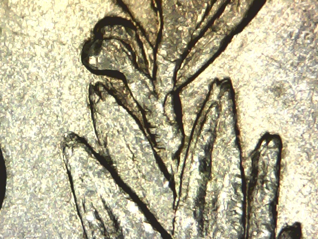 Morgan-Dollars-General-Question