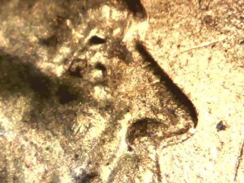 2016-Lincoln-Shield-Cent-Double-Eye