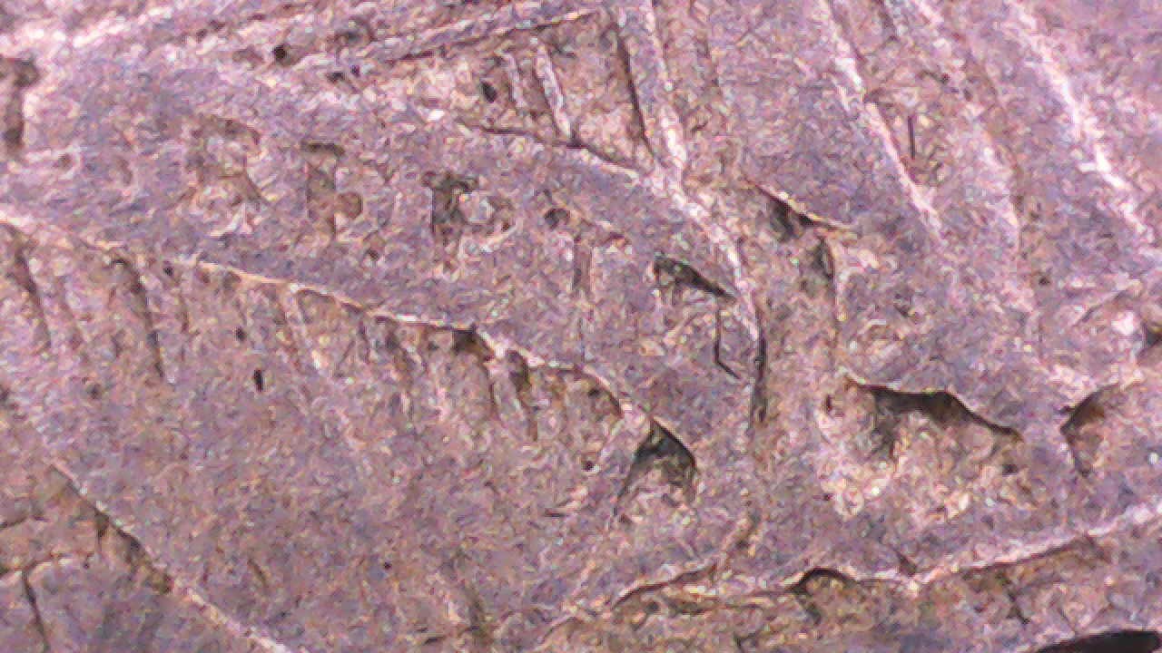 1854-Half-Dime-Grade