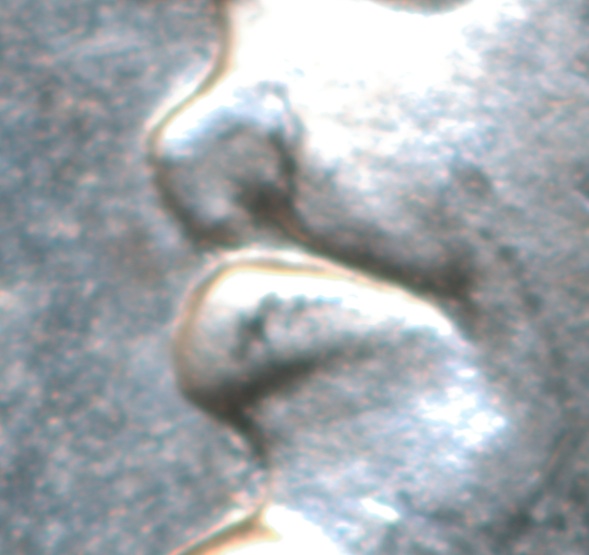 PCGS-1882-CC-MS-64-Pl:-VAM-2c-?