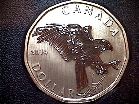 2014-Speciman-Loonie-I-Like!-What-Do-You-Think.