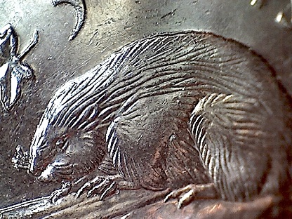 2013-Bare-Legged-Beaver.