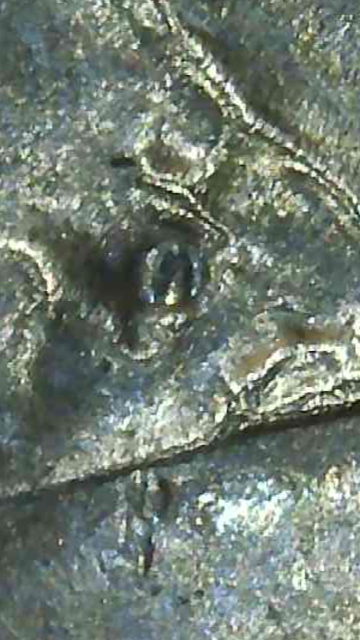 2000-P-Sacagawea-Dollar,-