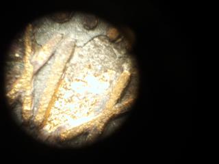 Old-Gold-Coin-Identify?