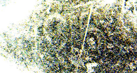 Any-Guesses-On-The-Date-To-This-Mostly-Dateless-Buffalo?