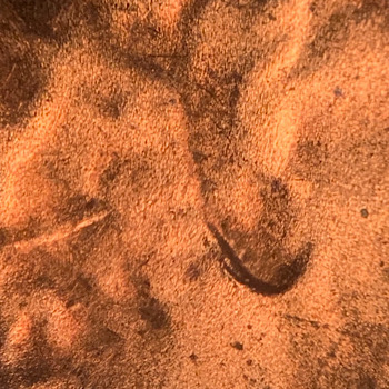 2020-D-Lincoln-Shield-Cent-DDO