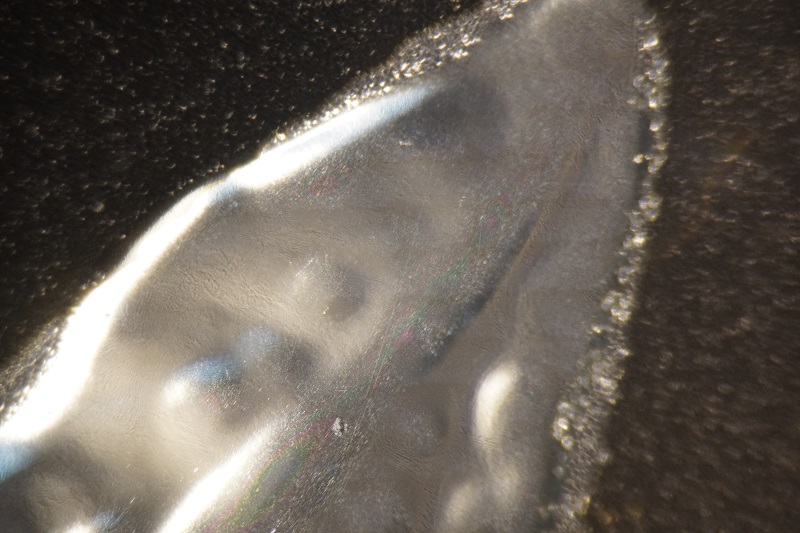 Special-Edition-Silver-Maple