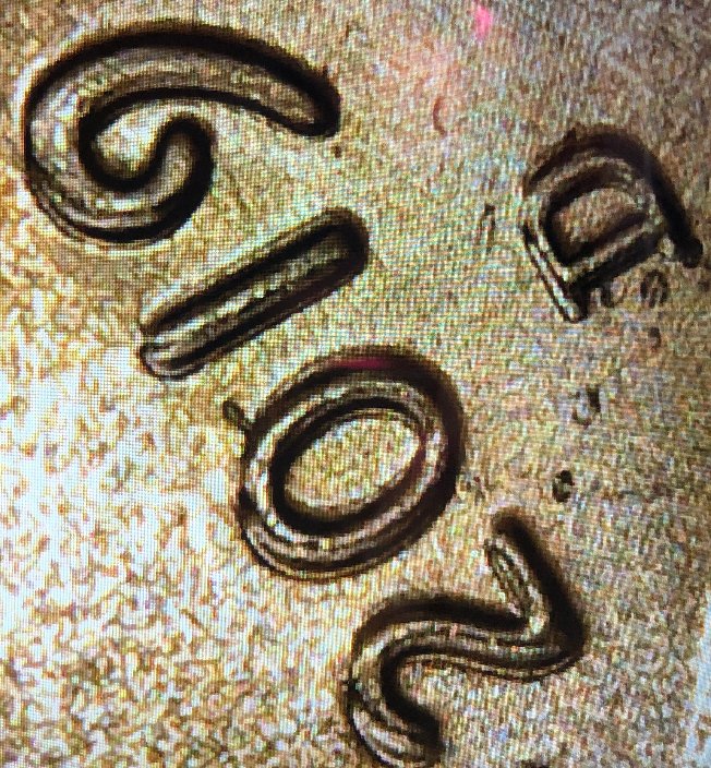 2019-D-Penny-DDO,-Ddr--And-Others-Help-ID
