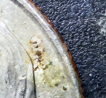2006-P-Dime-#2-Stamped-On-Obverse-Above-Head