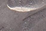 1983-P-Nickel-Error---Missing-Adam's-Apple-
