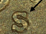 1919-S-Lincoln-Wheat---DDO-Or-RPM?