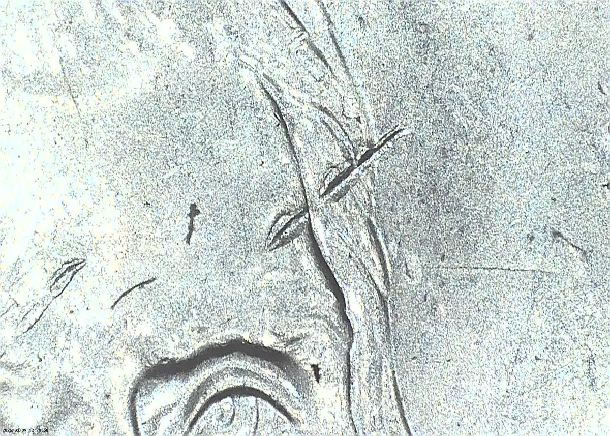 2021-P-Nickel-Not-Sure-What-This-Is?