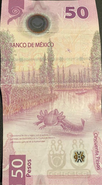 A-Lot-Of-Axolotls:-The-Amphibian-Themed-Banknote-Mexicans-Don't-Want-To-Spend