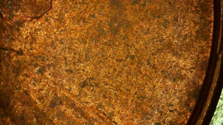 1-Cent-Lincoln-Penny-No-Date-Need-Help-Please